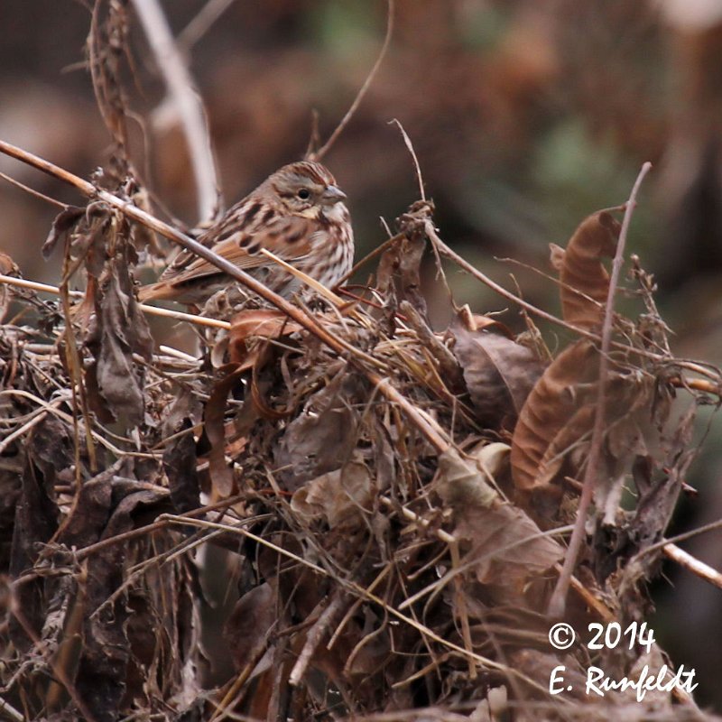 20Dec-CBC 709.jpg - Song Sparrow